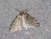 Tephronia sp.